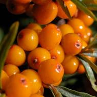 Саджанець Обліпиха Єва